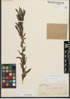 Foto von Salix purpurea L.